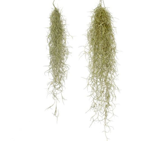 Tillandsia Usneoides - Large - ShopGreenToday